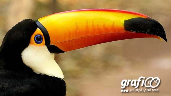 beak_grafioo