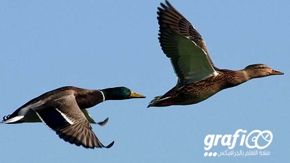 birds_streamline_shape_grafioo