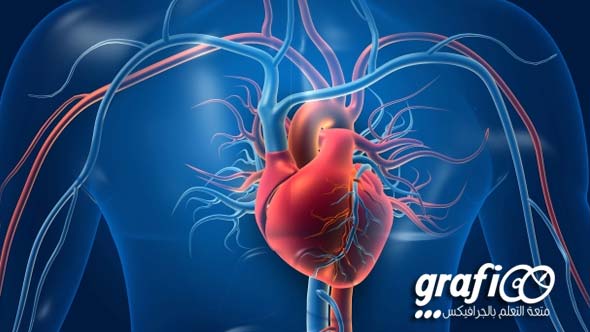 circulatory_system_grafioo1