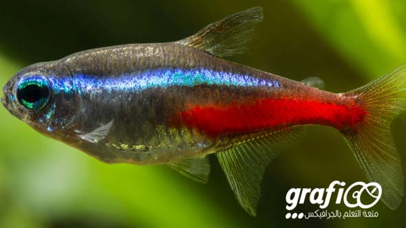 fish_streamline_shape_grafioo