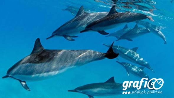 fish_streamline_shape_grafioo2