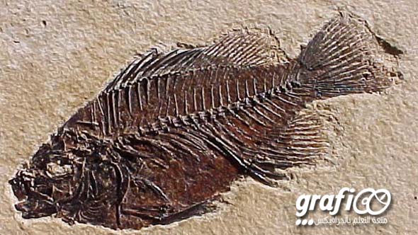 fossil_grafioo