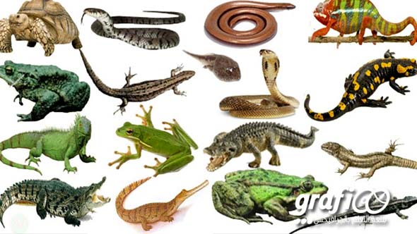 reptiles_grafioo