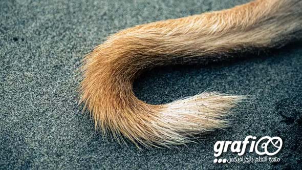 tail_grafioo