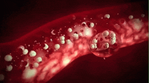 blood_vessels_animated_grafioo2