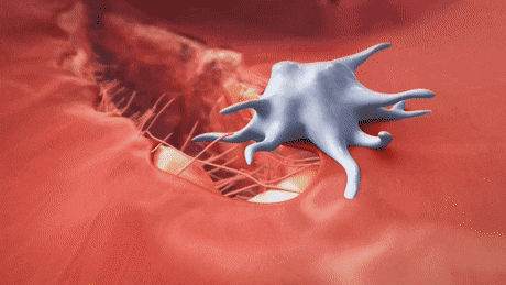 blood_vessels_animated_grafioo5