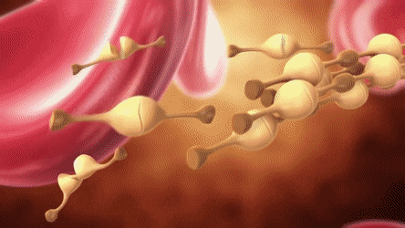 blood_vessels_animated_grafioo6