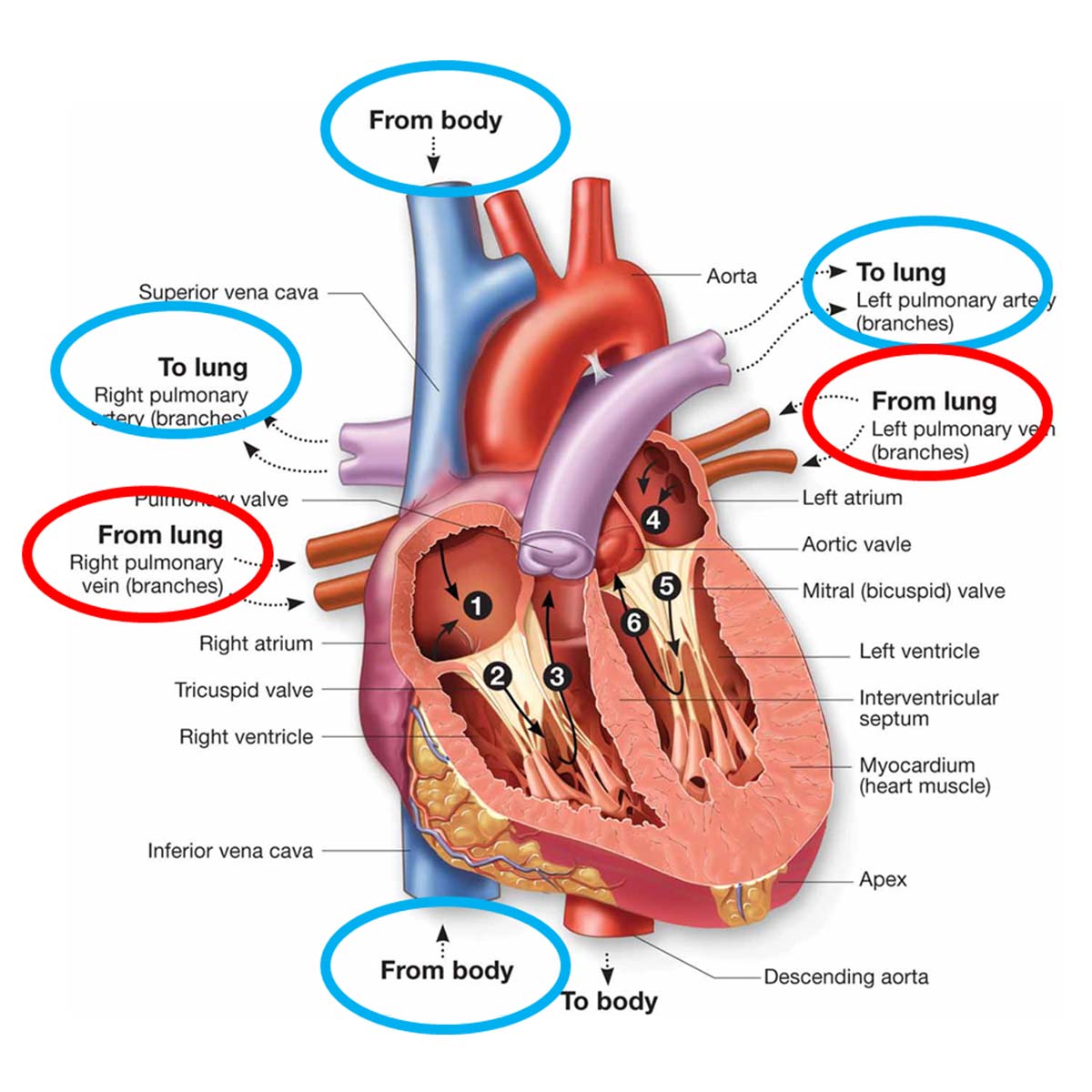 circular_blood_grafioo