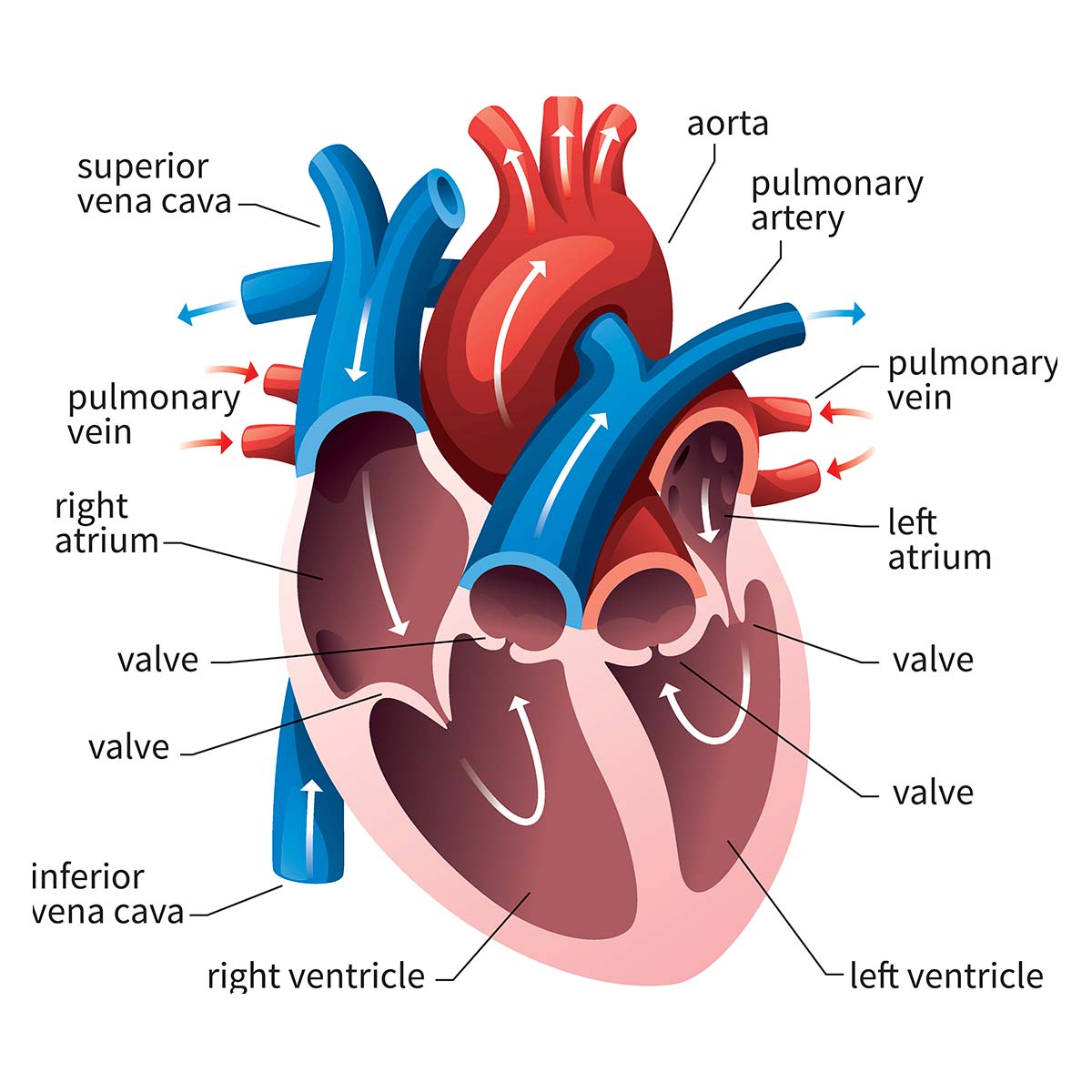 heart_anatomy_grafioo2